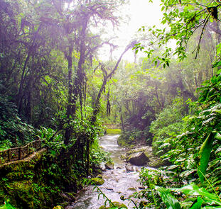 Pura Vida - Naturparadies Costa Rica