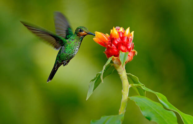 Costa Rica ─ Wandern im grünen Paradies