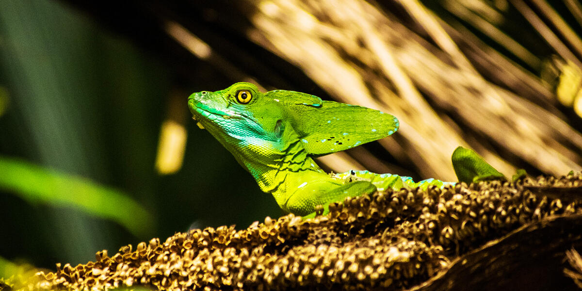 Costa Rica und Nicaragua - Naturschätze und Kulturerbe