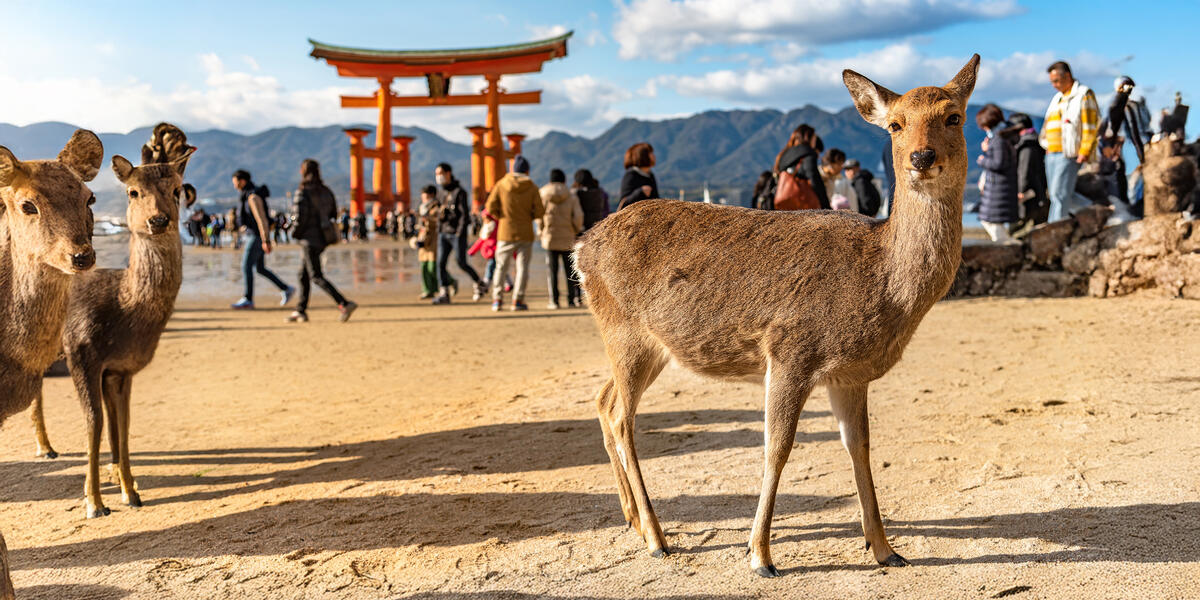 Japan zum Kennenlernen
