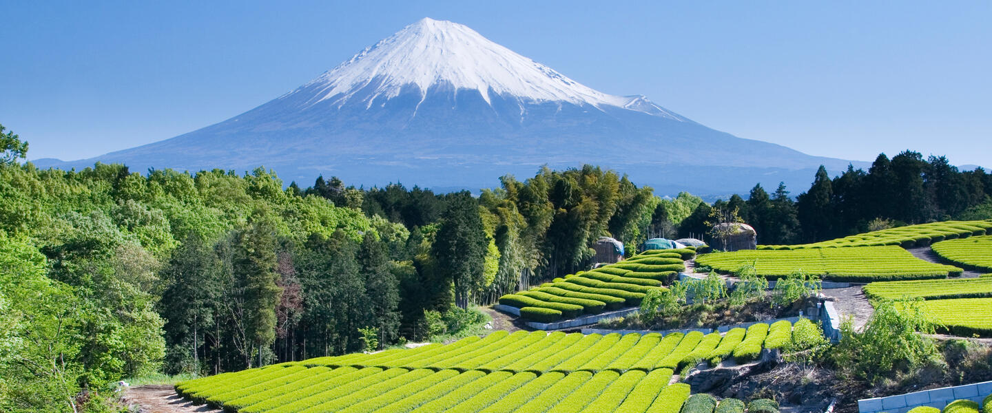 Japans grünes Gold - eine Teereise für die Sinne