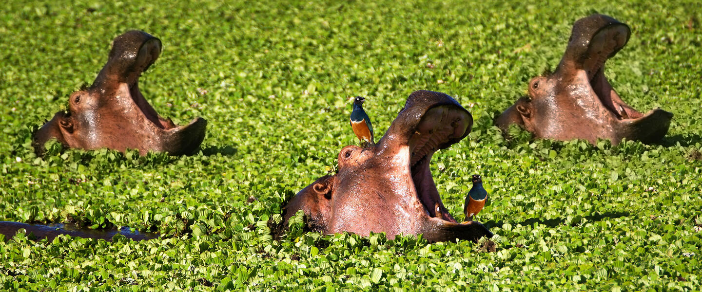 Kenia und Tansania - Savannenträume im Tierparadies Kenia und Tansania - Savannenträume im Tierparadies