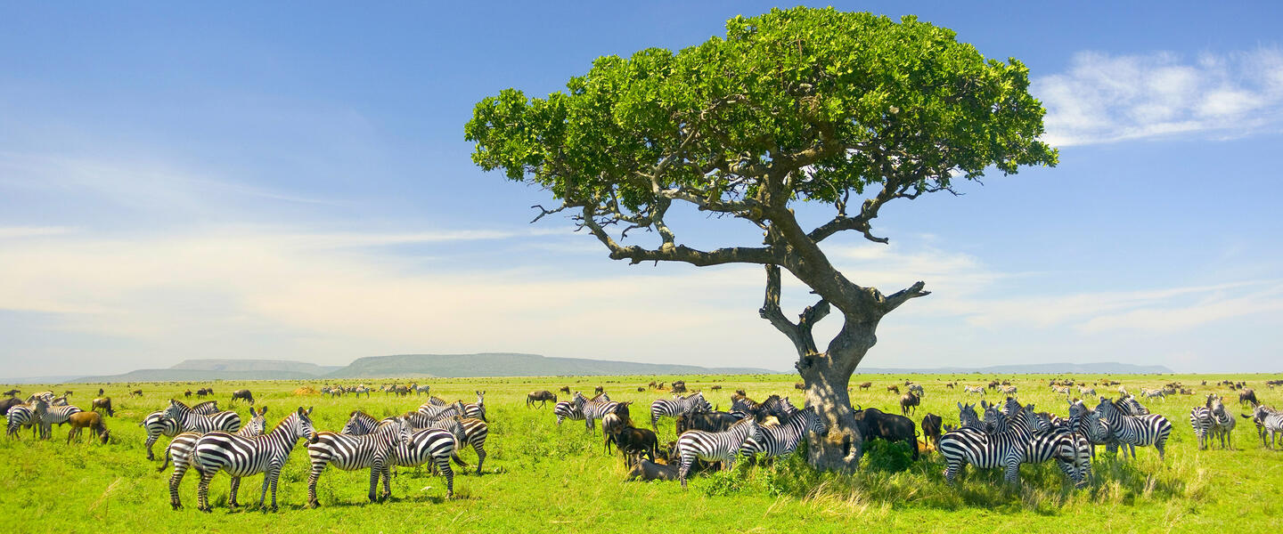 Kenia und Tansania - Savannenträume im Tierparadies Kenia und Tansania - Savannenträume im Tierparadies