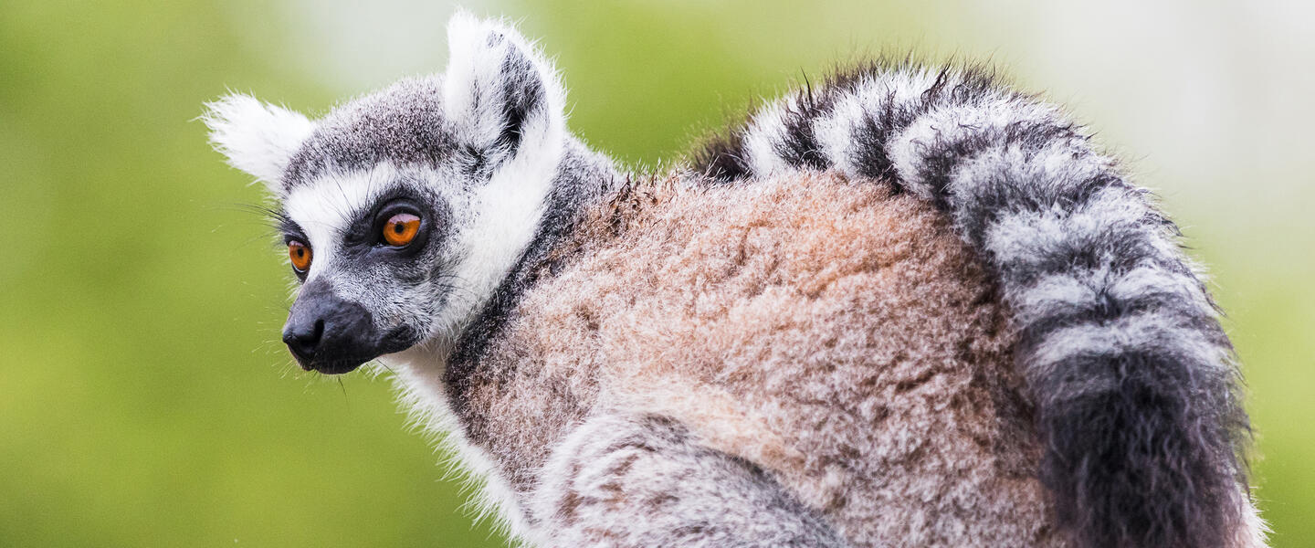 Madagaskar - Lemuren und Meer