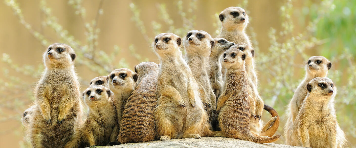 Impressionen Namibias und Südafrikas Impressionen Namibias und Südafrikas