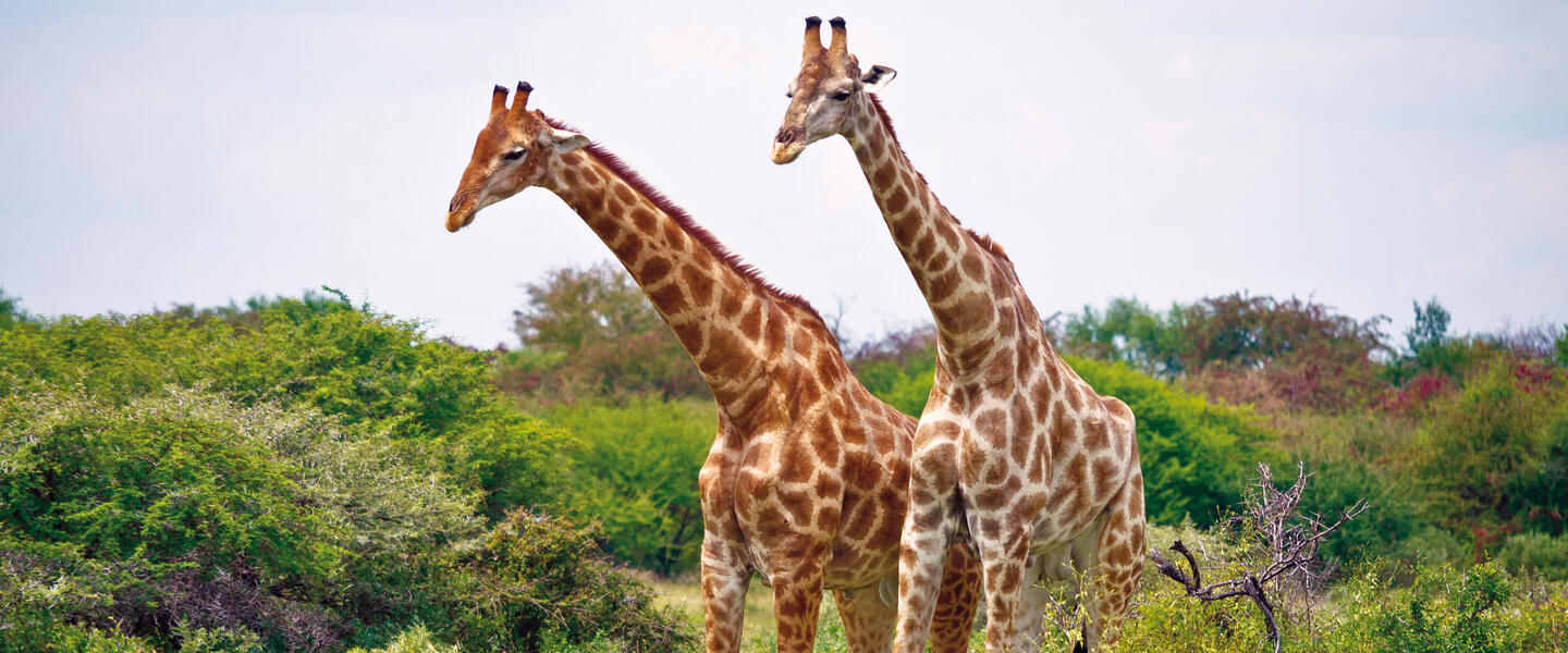 Impressionen Namibias und Südafrikas Impressionen Namibias und Südafrikas