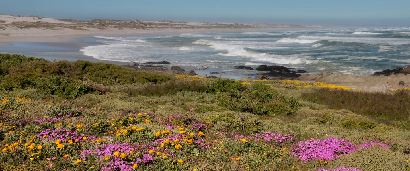 Rooibos Rhapsodie - Teezeit in Südafrika Rooibos Rhapsodie - Teezeit in Südafrika