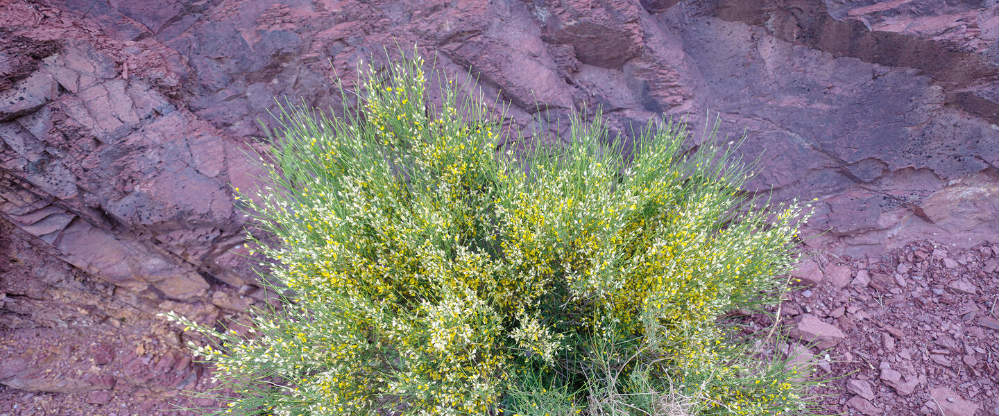 Rooibos Rhapsodie - Teezeit in Südafrika Rooibos Rhapsodie - Teezeit in Südafrika