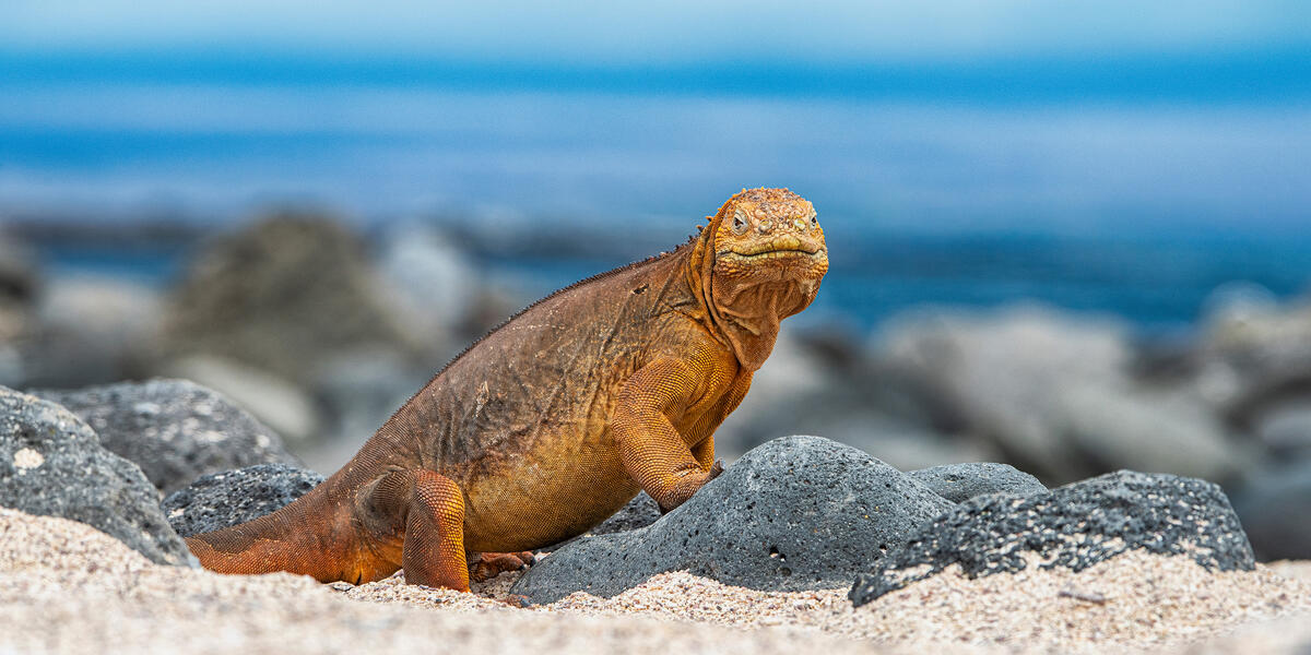 Peru und Ecuador - von Machu Picchu zu den Galápagos-Inseln