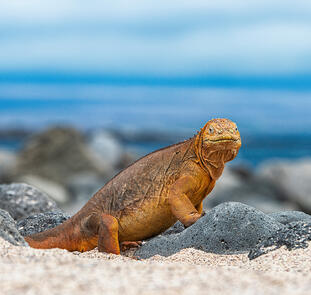Peru und Ecuador - von Machu Picchu zu den Galápagos-Inseln Peru und Ecuador - von Machu Picchu zu den Galápagos-Inseln