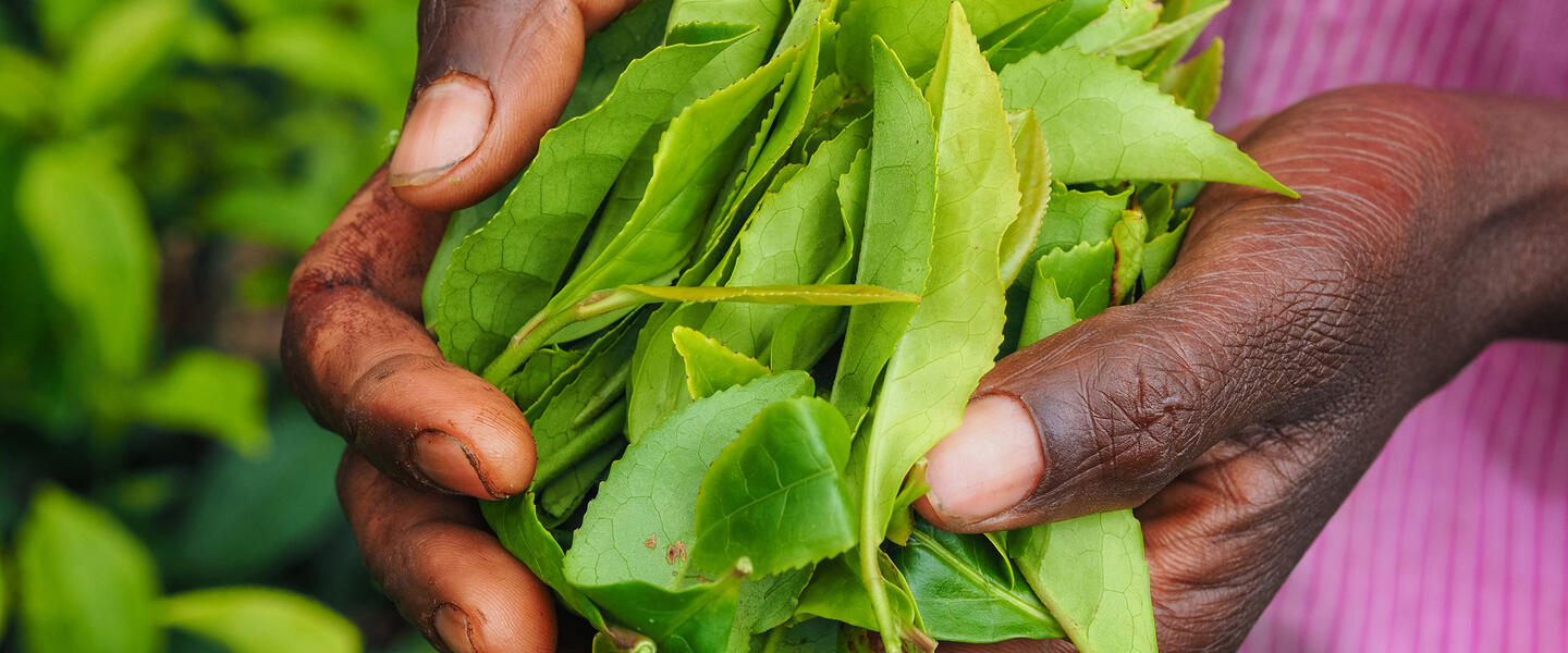 Sri Lanka - im Reich des Ceylon-Tees