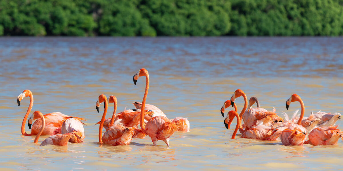 Mexiko - im Reich der Azteken und Maya