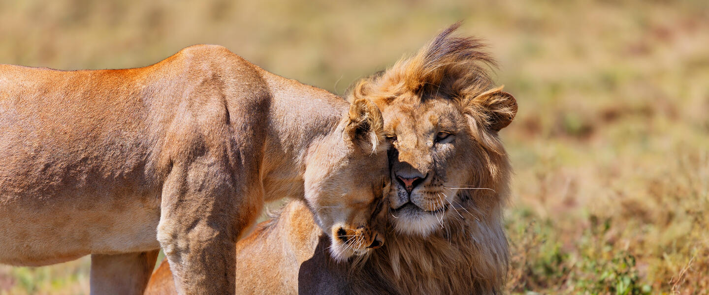 Tansania und Sansibar - von der Serengeti zum Indischen Ozean Tansania und Sansibar - von der Serengeti zum Indischen Ozean
