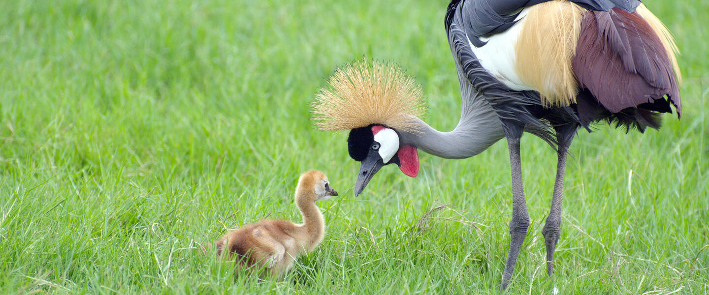 Tansania und Sansibar - von der Serengeti zum Indischen Ozean Tansania und Sansibar - von der Serengeti zum Indischen Ozean