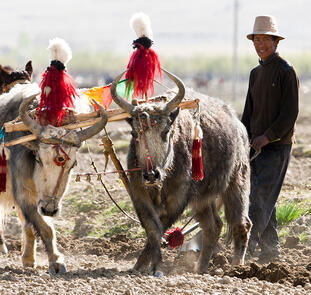 Heiliger Weg nach Tibet