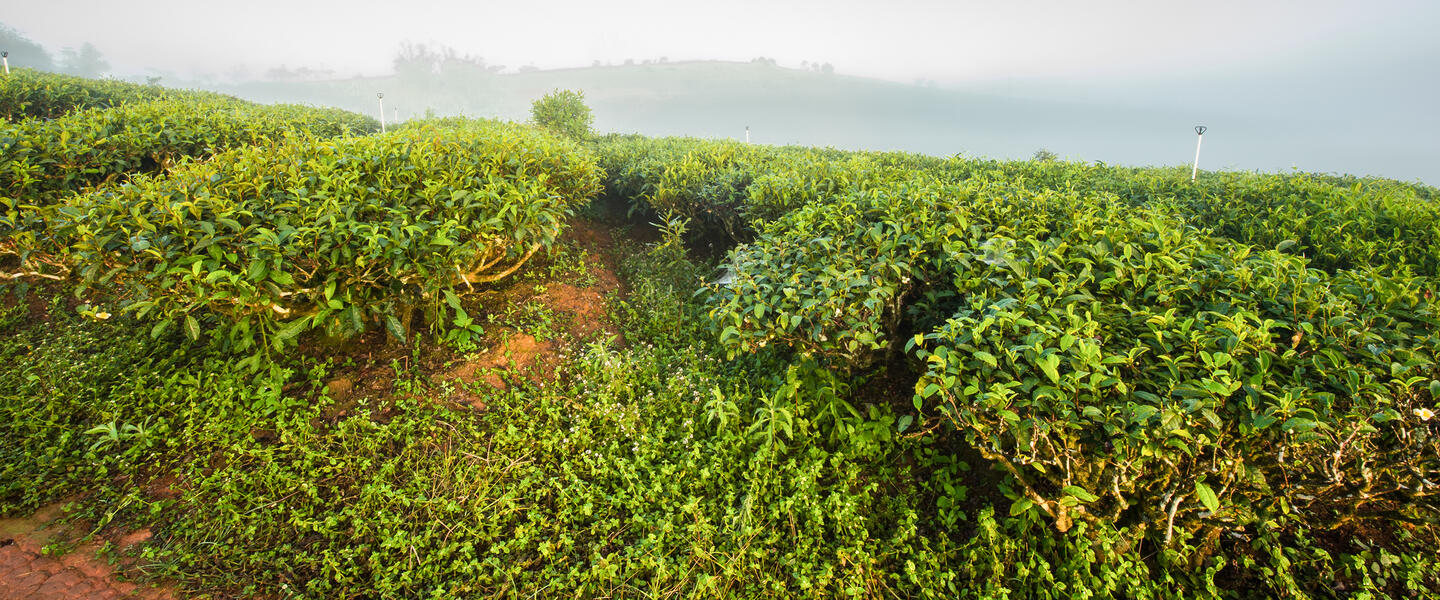 China - zu den Ursprüngen der Teekultur in Yunnan China - zu den Ursprüngen der Teekultur in Yunnan