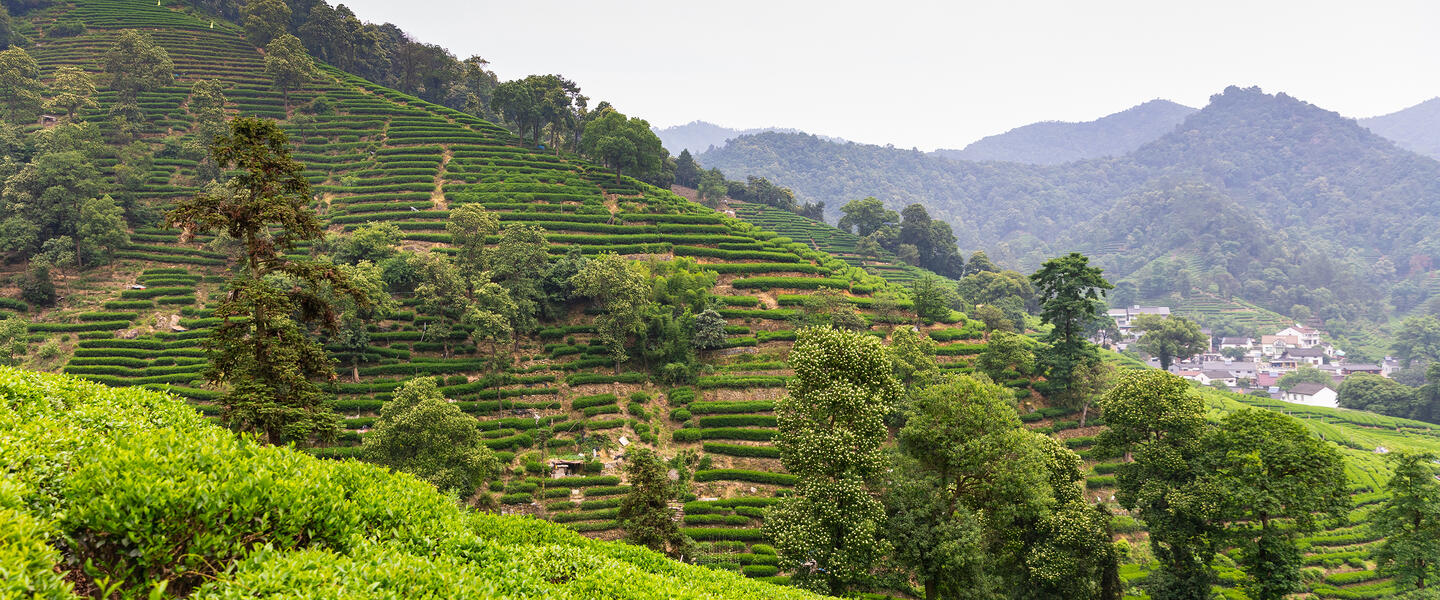 Trank Konfuzius Tee? Auf den Spuren des Tees von Beijing nach Shanghai
