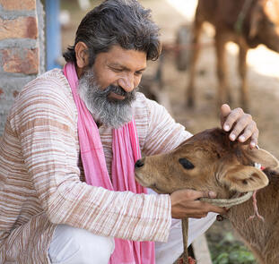 Indien ─ wo die Kühe heilig sind