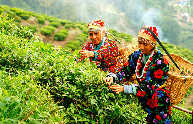 Indien - Tea Time in Assam, Darjeeling und Sikkim Indien - Tea Time in Assam, Darjeeling und Sikkim