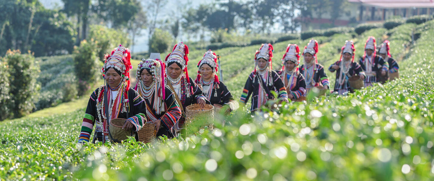 Thailands Teeschätze - eine aromatische Reise