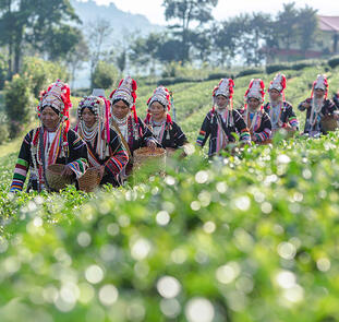 Thailands Teeschätze - eine aromatische Reise Thailands Teeschätze - eine aromatische Reise