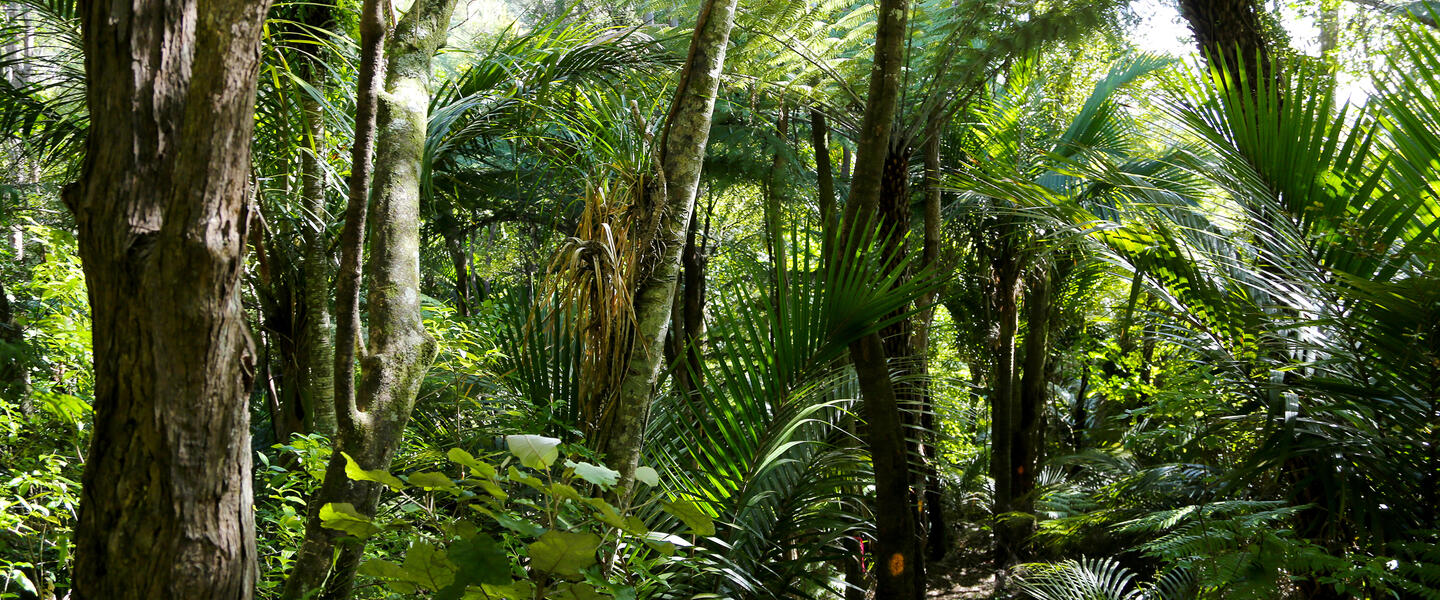 Neuseeland auf Schritt und Tritt Neuseeland auf Schritt und Tritt