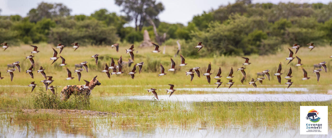 Botswana und Simbabwe - donnernder Rauch und Okavango-Delta