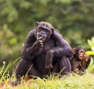 Uganda - Im Land der Berggorillas Uganda - Im Land der Berggorillas