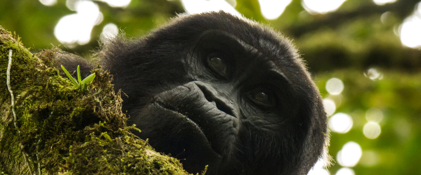 Uganda und Sansibar - vom Land der Berggorillas nach Sansibar Uganda und Sansibar - vom Land der Berggorillas nach Sansibar