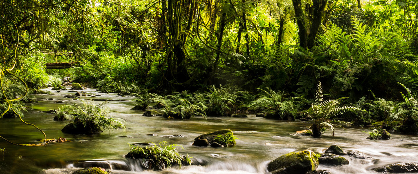 Uganda und Sansibar - vom Land der Berggorillas nach Sansibar Uganda und Sansibar - vom Land der Berggorillas nach Sansibar