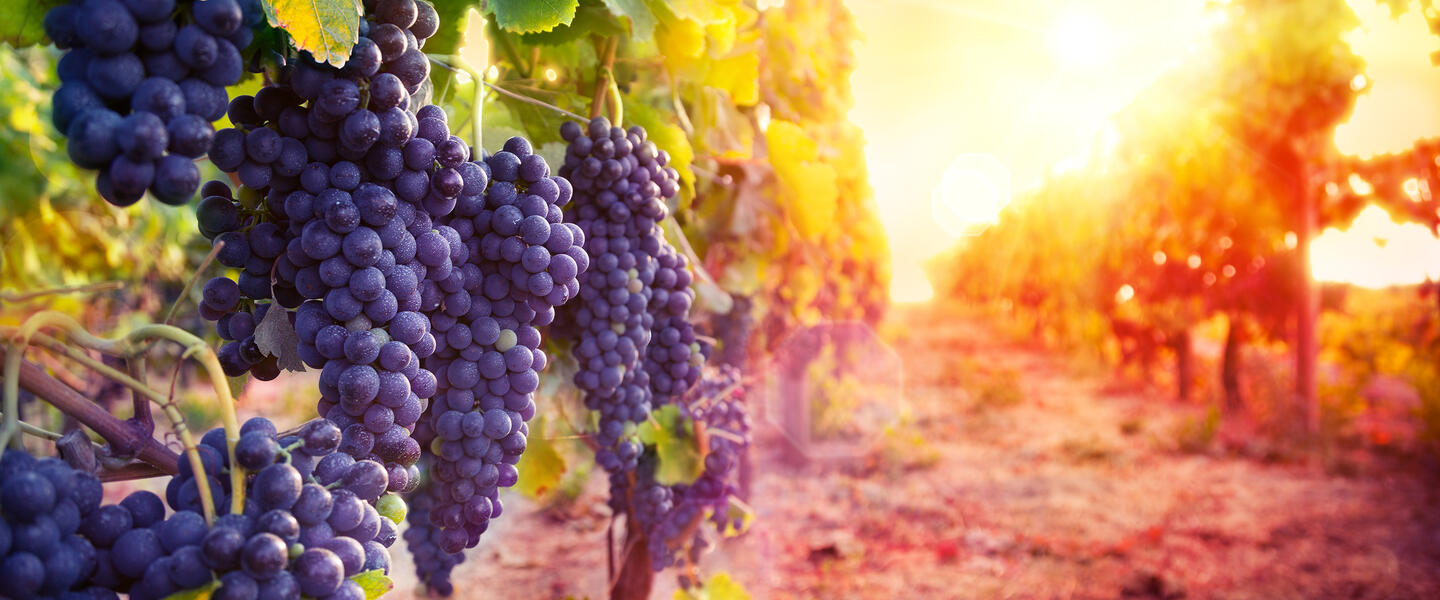 Georgien ─ im Land der 1.000 Wunder Georgien ─ im Land der 1.000 Wunder