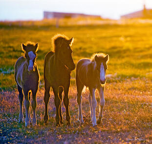 Faszination Island Faszination Island