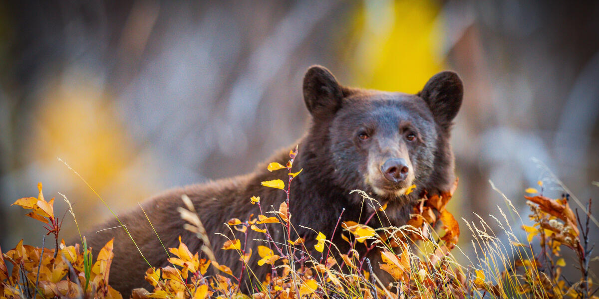 Höhepunkte Westkanadas Höhepunkte Westkanadas