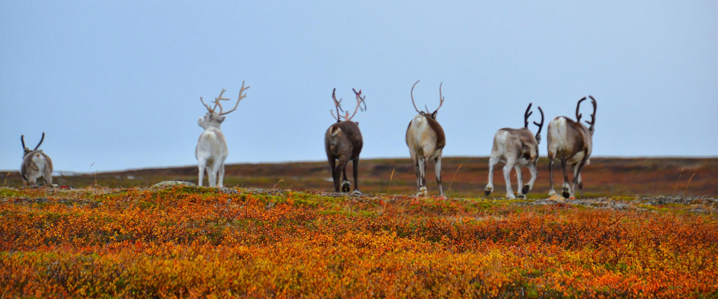 Fjorde, Lofoten und Nordkap Fjorde, Lofoten und Nordkap