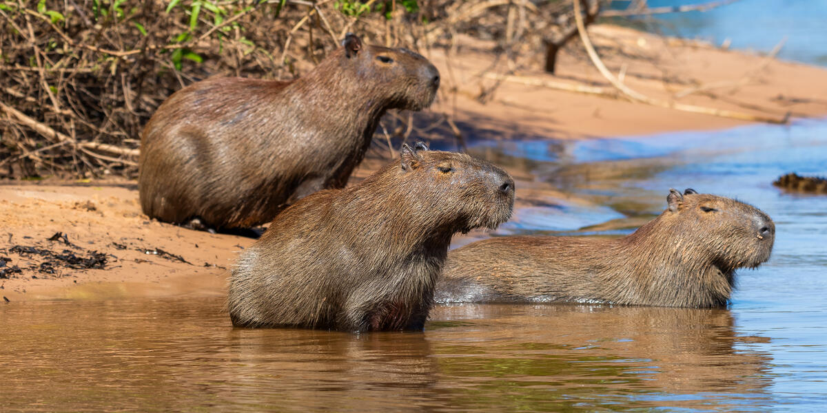 Natrparadies Pantanal