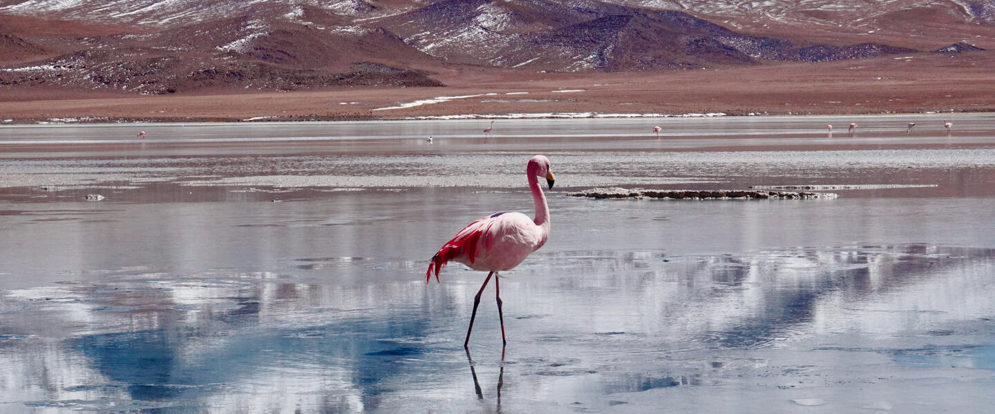 Wüstenzauber Atacama Wüstenzauber Atacama