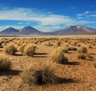 Wüstenzauber Atacama