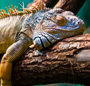 Galápagos auf die bequeme Art Galápagos auf die bequeme Art