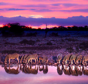 Safarierlebnis Krüger-Nationalpark Safarierlebnis Krüger-Nationalpark