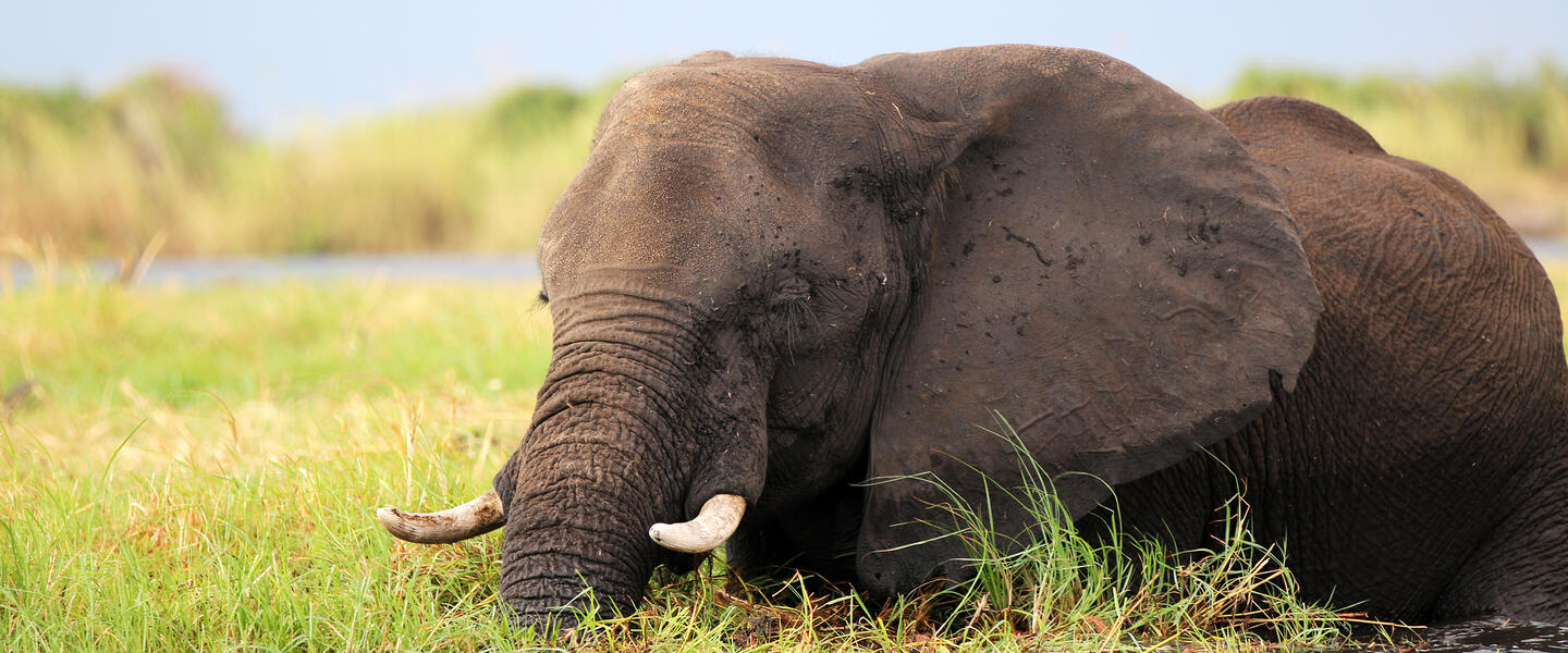 Südafrika, Simbabwe und Botswana - African Extravaganza Südafrika, Simbabwe und Botswana - African Extravaganza