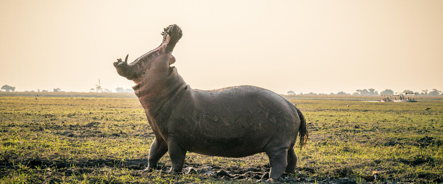 Südafrika, Simbabwe und Botswana - African Extravaganza Südafrika, Simbabwe und Botswana - African Extravaganza