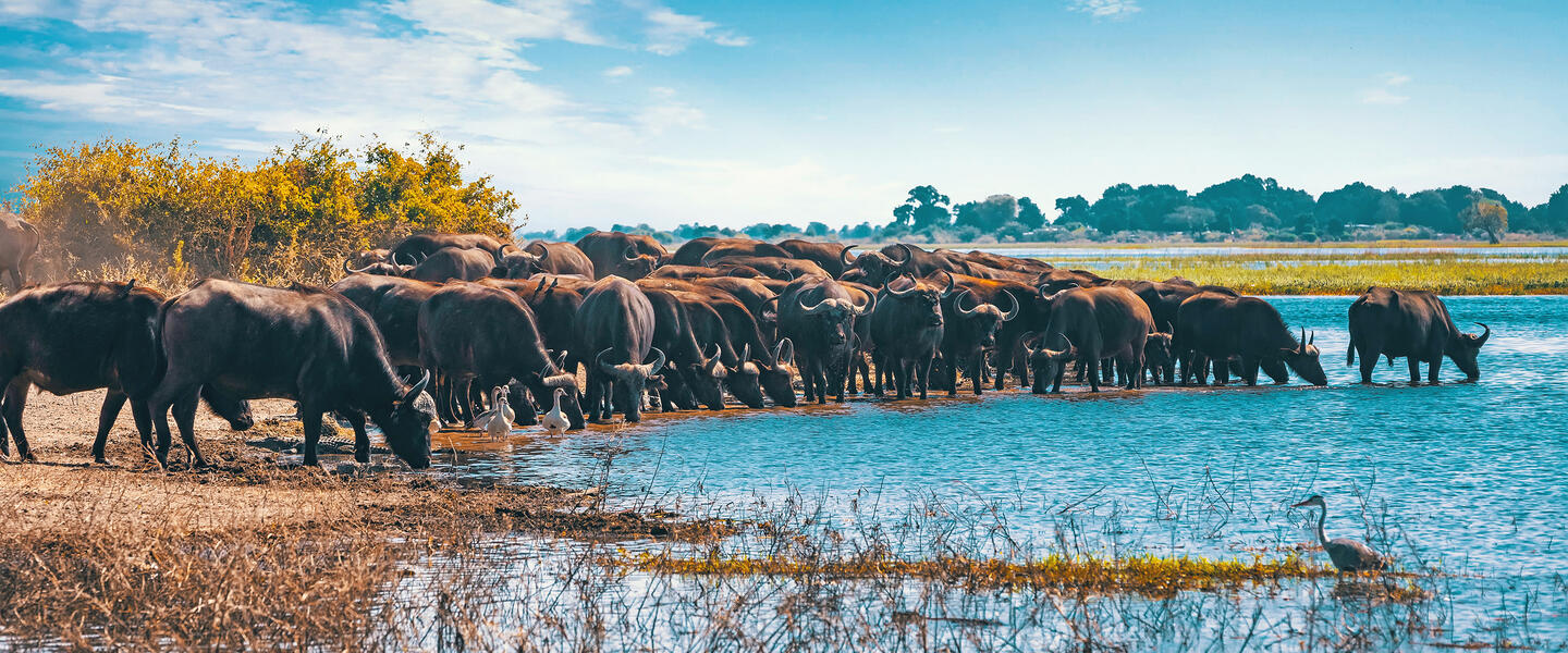 Südafrika, Simbabwe und Botswana - African Extravaganza Südafrika, Simbabwe und Botswana - African Extravaganza