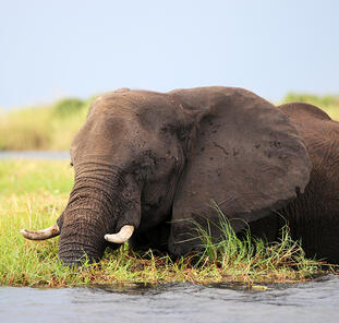 Südafrika, Simbabwe und Botswana - African Extravaganza Südafrika, Simbabwe und Botswana - African Extravaganza