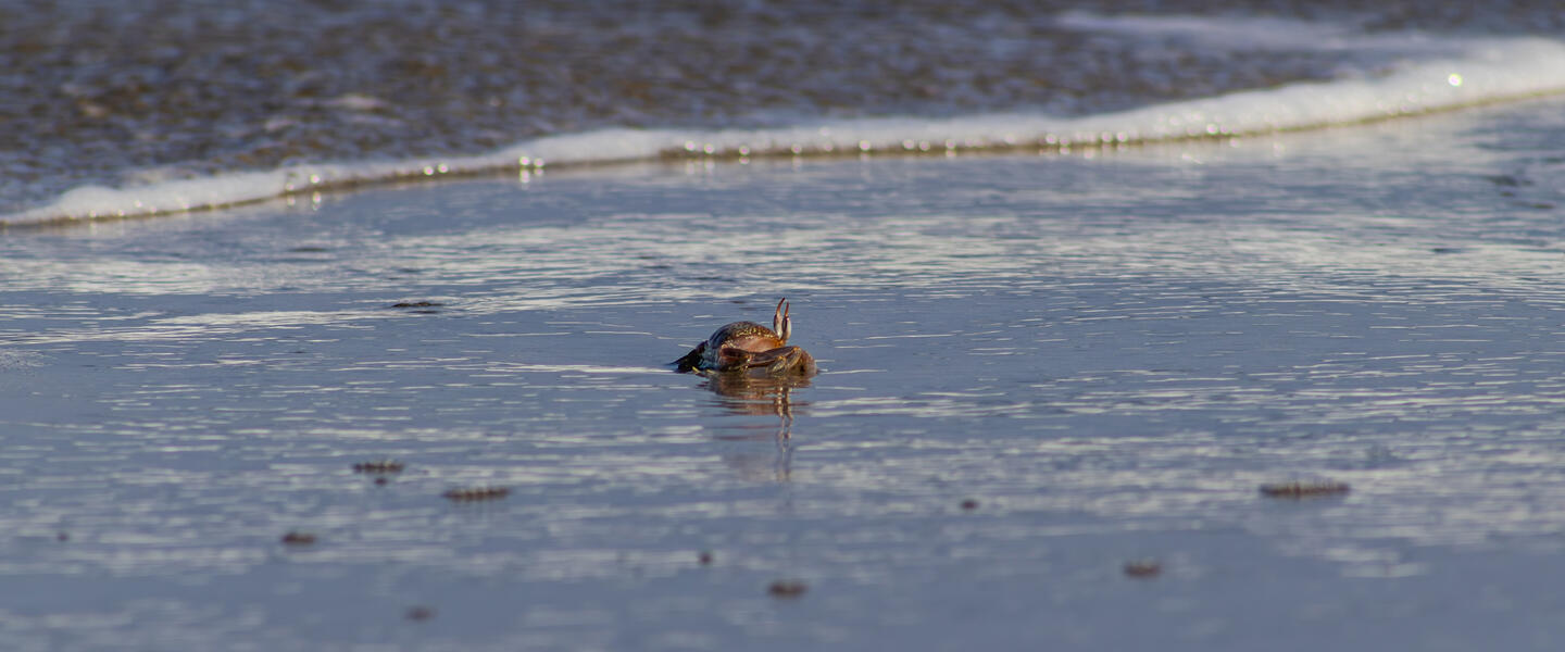 Erholung an der Küste Perus Erholung an der Küste Perus