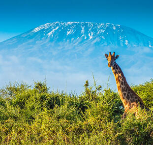 Tansania - Badeverlängerung im Karafuu Beach Resort auf Sansibar Tansania - Badeverlängerung im Karafuu Beach Resort auf Sansibar