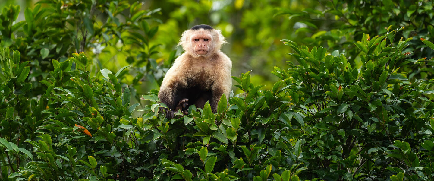 Panamakanal 5 Tage/4 Nächte Panamakanal 5 Tage/4 Nächte