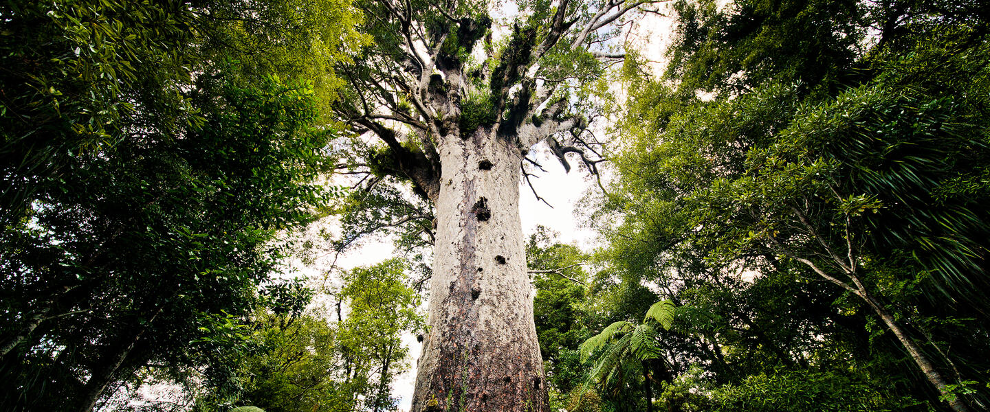 Aotearoa - Neuseeland intensiv für Selbstfahrer Aotearoa - Neuseeland intensiv für Selbstfahrer