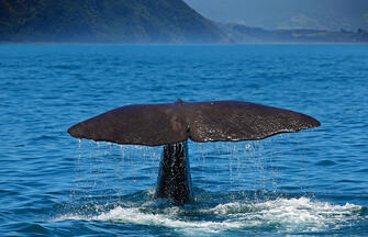 Kaikoura ─ den Walen ganz nah