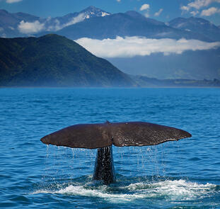 Kaikoura ─ den Walen ganz nah Kaikoura ─ den Walen ganz nah