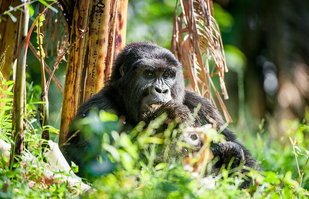 Im Land der Berggorillas privat